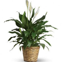 Potted peace lily with white blooms in a woven basket
