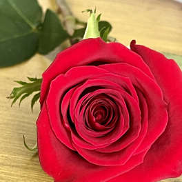 Close-up of a single red rose on a wooden surface