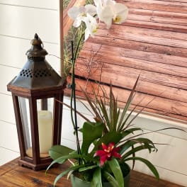 White orchid plant in a green bowl with a red bloom