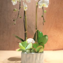White orchids in a white ceramic planter with succulents