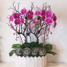 Pink orchids in a white textured planter with gray succulents