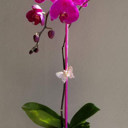 Pink orchid in a bright magenta vase with a small succulent