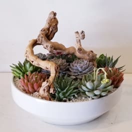 Succulent arrangement in a white bowl with driftwood accents