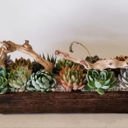 Succulent arrangement in a long wooden planter with driftwood accents