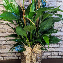 Tall peace lily plant with white blooms in a woven basket with bow