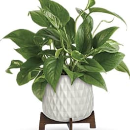 Potted green houseplant in a white textured planter on a wooden stand