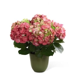 The FTD Pink Hydrangea Planter
