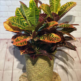 Potted croton plant with multicolored leaves in a woven basket