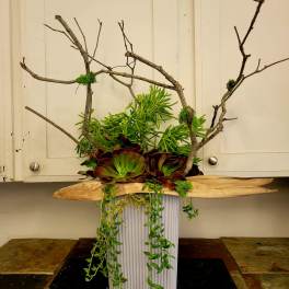 Succulent arrangement with branches in a white pedestal container