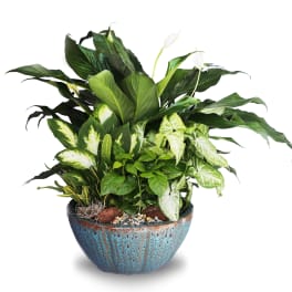 Lush mixed green houseplants arranged in a blue ceramic bowl planter