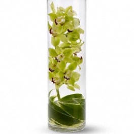 Green orchid stems in a tall clear glass vase