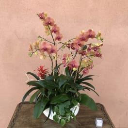 Pink and yellow orchids arranged in a white bowl planter