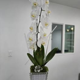 White orchid arrangement in a tall clear glass vase