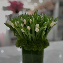White tulips arranged in a square glass vase