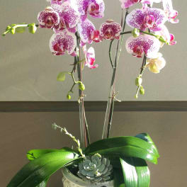 Potted orchid arrangement with pink-speckled blooms in a white ceramic container