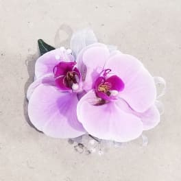 Two pale pink orchid blooms with a sheer ribbon accent