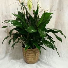 Potted green plant with glossy leaves and tall white spathes