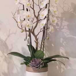 White orchid arrangement in a white pot with a purple succulent