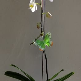 White orchid plant in a clear textured square vase with succulents