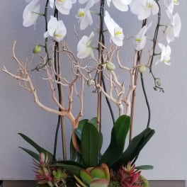 White orchids in a white planter with succulents