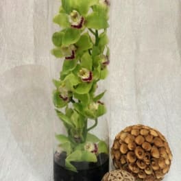 Green orchid stems in a tall glass cylinder with decorative seed pods beside it