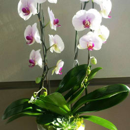 White orchids with pink centers in a white pot