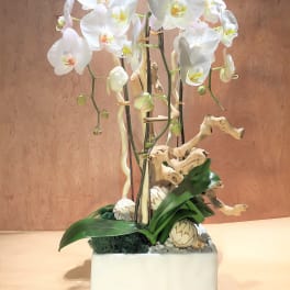 White orchids arranged in a white rectangular planter