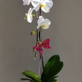 White orchid arrangement with succulents in a red square vase