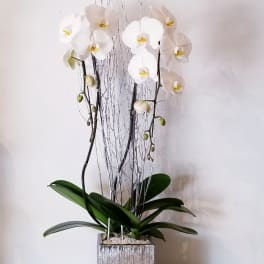 White orchid arrangement in a square silver planter