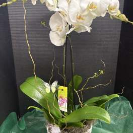 White orchid plant in a white textured pot