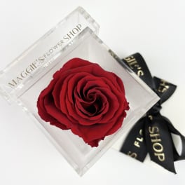 Single red rose in a clear square box with a black ribbon