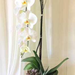 White orchid arrangement with succulents in a square wooden container
