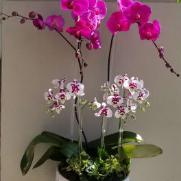 Potted orchid arrangement with bright pink and white blooms
