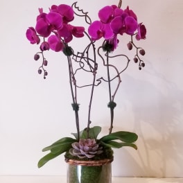 Two magenta orchids in a glass vase with a small succulent arrangement