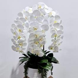 White orchid arrangement in a white pot with trailing greenery