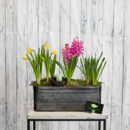 Potted spring flowers in a rectangular metal planter