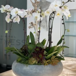 White orchids arranged in a low gray planter with succulents.