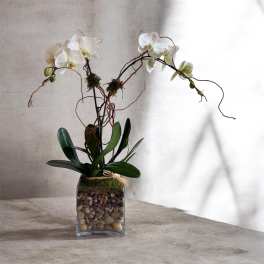 WHITE ORCHID