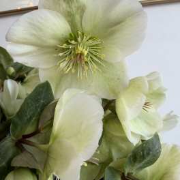 white Helleborus