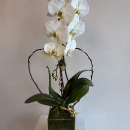 Tall white phalaenopsis orchid plant in a glass cube vase with moss and a twig heart accent