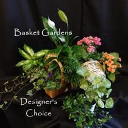 Mixed potted plants and flowers in baskets against a black background