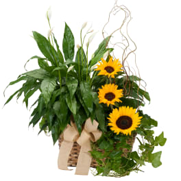 Basket arrangement of peace lily plants with bright sunflowers and ivy accented by a beige bow