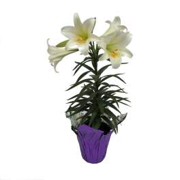 6 inch Easter Lily
