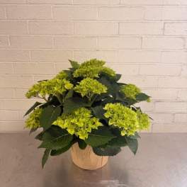 Green Potted Hydrangea