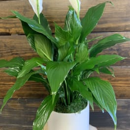Peace lily plant with white blooms in a white pot