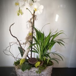 White orchids in a woven basket with green plants and driftwood accents