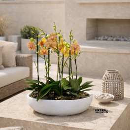 Potted orchids in a white oval planter on a patio table