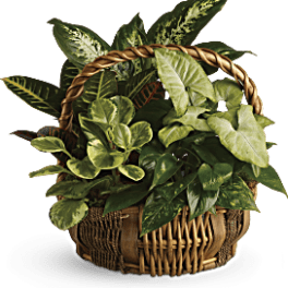 Basket of assorted green houseplants with variegated leaves