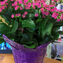 Potted plant with clusters of bright pink flowers in purple wrap