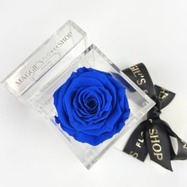 Single blue rose in a clear box with a black ribbon